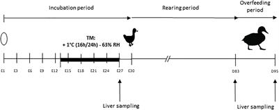 Impacts of Embryonic Thermal Programming on the Expression of Genes Involved in Foie gras Production in Mule Ducks